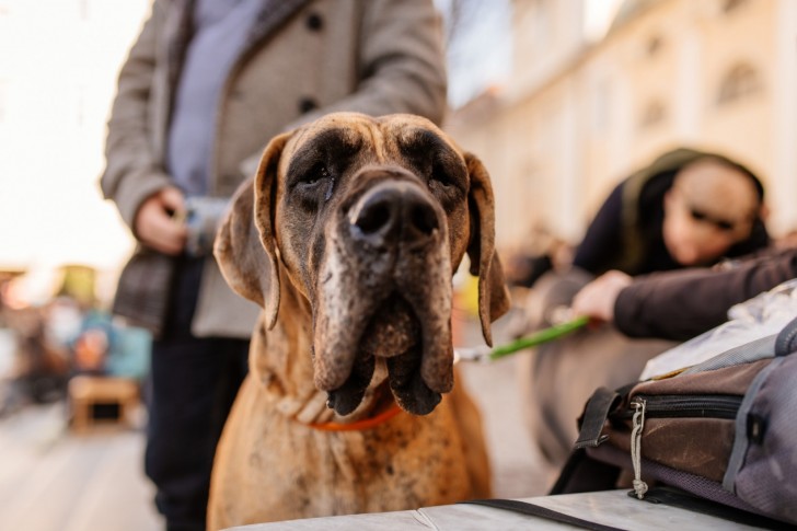 <br />
<b>Notice</b>: Undefined index: foto_alt in <b>/home/odprtaku/public_html/novice/blog-infinite.php</b> on line <b>124</b><br />