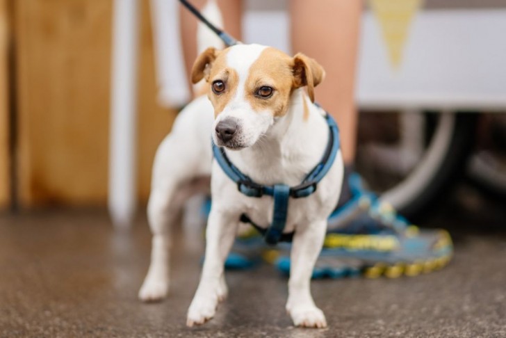 <br />
<b>Notice</b>: Undefined index: foto_alt in <b>/home/odprtaku/public_html/novice/blog-infinite.php</b> on line <b>124</b><br />