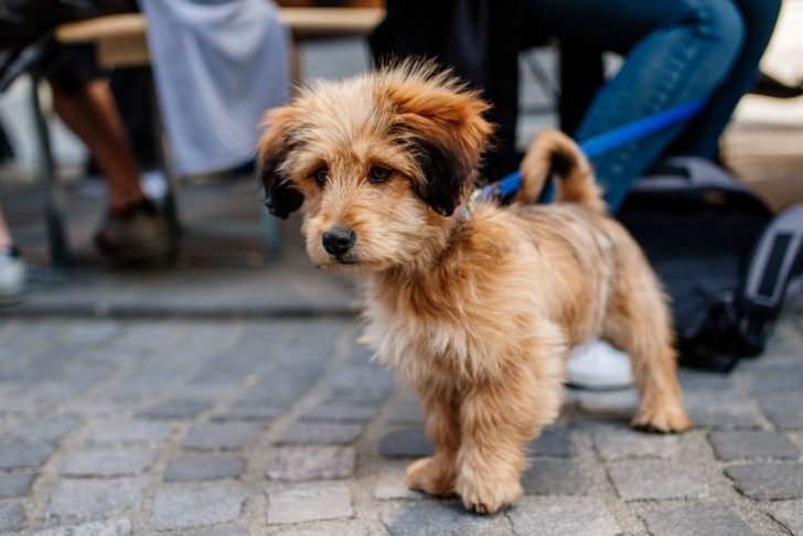 <br />
<b>Notice</b>: Undefined index: foto_alt in <b>/home/odprtaku/public_html/novice/blog-infinite.php</b> on line <b>124</b><br />