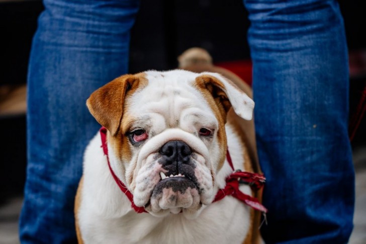 <br />
<b>Notice</b>: Undefined index: foto_alt in <b>/home/odprtaku/public_html/novice/blog-infinite.php</b> on line <b>124</b><br />