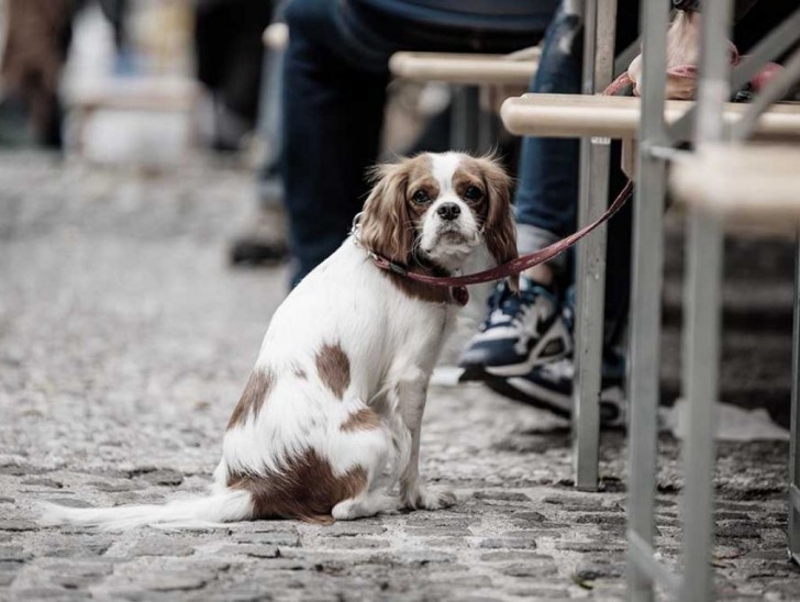 <br />
<b>Notice</b>:  Undefined index: foto_alt in <b>/home/odprtaku/public_html/novice/blog-infinite.php</b> on line <b>124</b><br />
