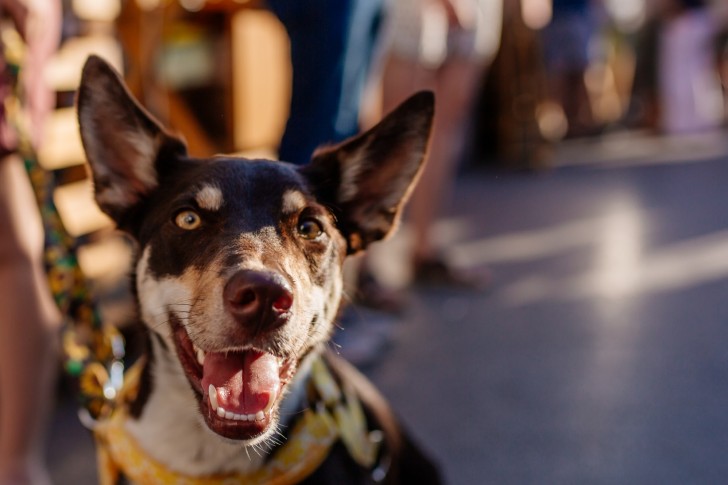 <br />
<b>Notice</b>:  Undefined index: foto_alt in <b>/home/odprtaku/public_html/novice/blog-infinite.php</b> on line <b>124</b><br />
