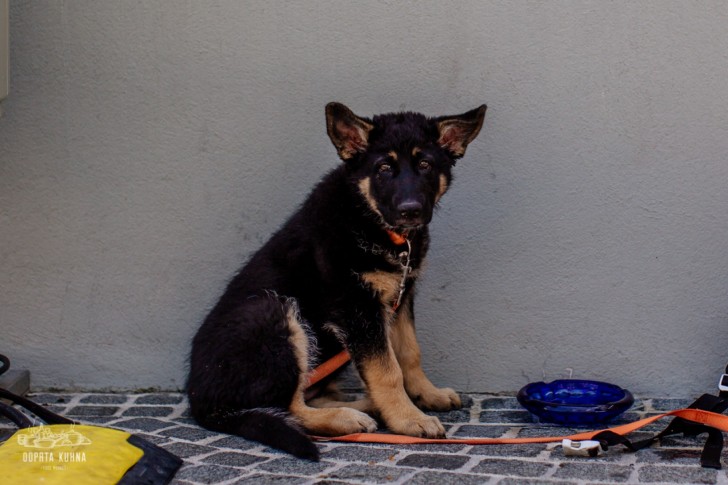 <br />
<b>Notice</b>:  Undefined index: foto_alt in <b>/home/odprtaku/public_html/novice/blog-infinite.php</b> on line <b>124</b><br />
